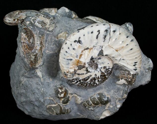 Discoscaphites & Sphenodiscus Ammonites #6121